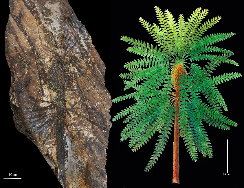 ▲乌海拟齿叶Paratingia wuhaia模式标本及其复原图