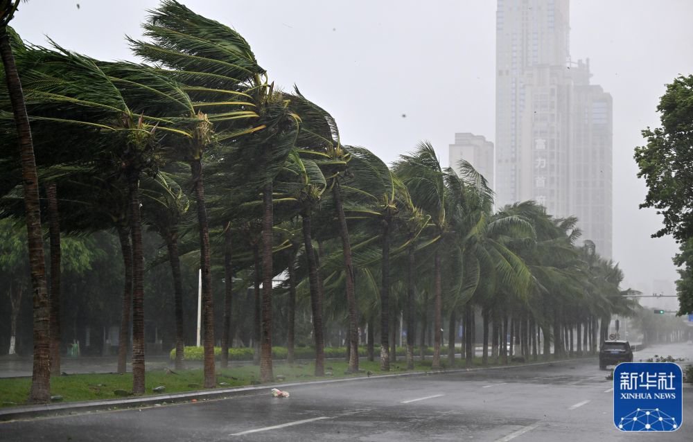 ↑9月6日，海口市国兴大道风雨中的椰子树。新华社记者 郭程 摄