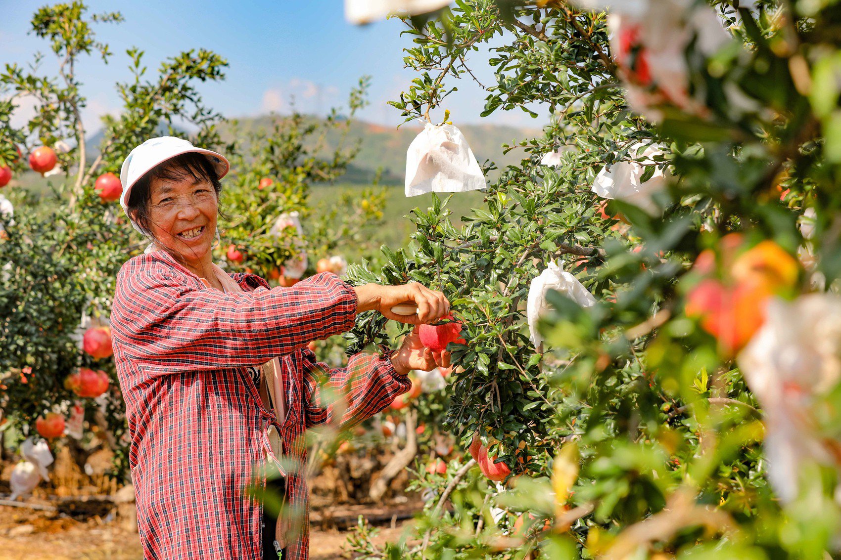 会理石榴丰收.王荣升 摄