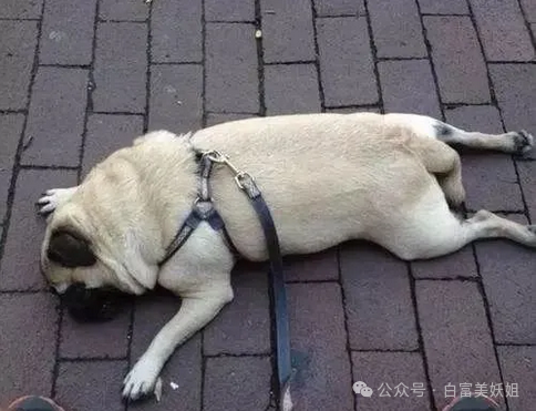 打脸来得太快,妖姐还反应了一会才意识到.