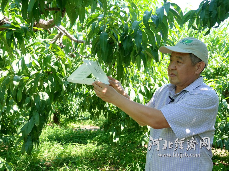 李建成查看桃树梨小食心虫情况.河北经济日报记者 吴苗苗 摄