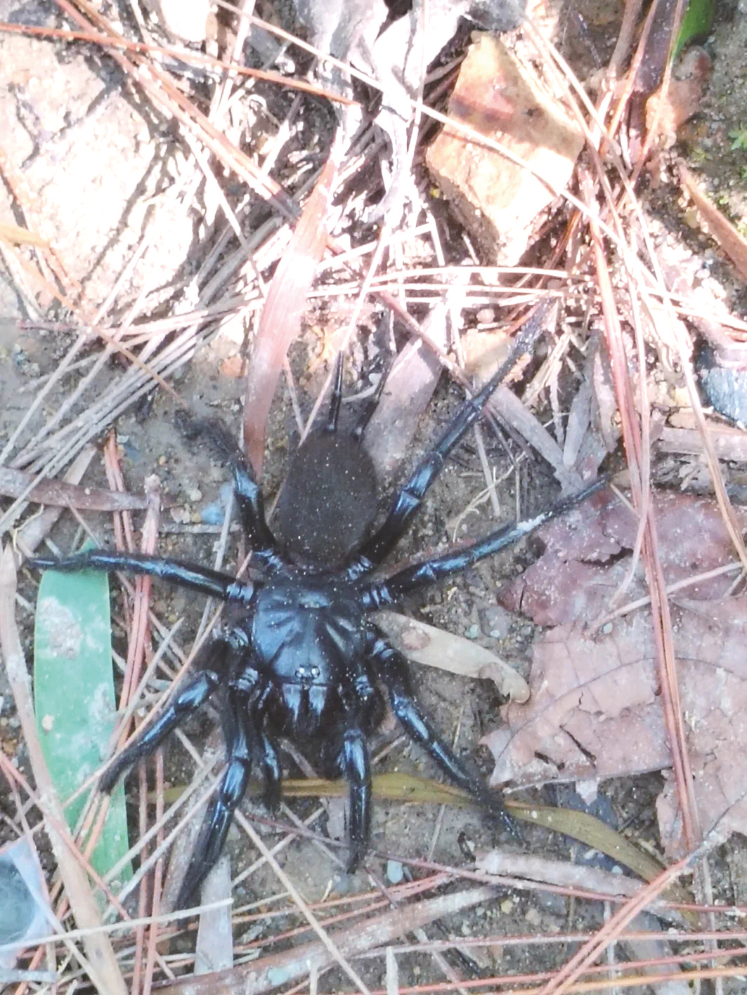 广西大明山保护区 首次发现触形大疣蛛