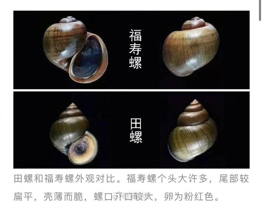 一饭店把福寿螺当田螺卖?四川广安:已立案调查