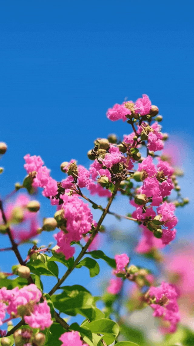 紫薇花,又称百日红,满堂红等,以其绚丽的花色和较长的花期而闻名