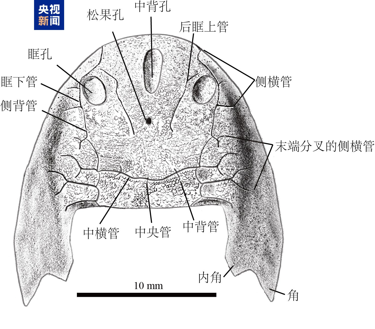 鱼头的结构图名称图片