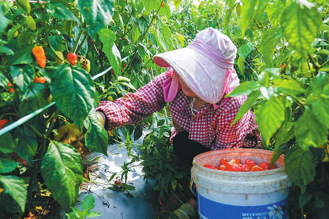 左所社区工业辣椒基地里,村民正忙着采摘。通讯员 李晓燕 摄