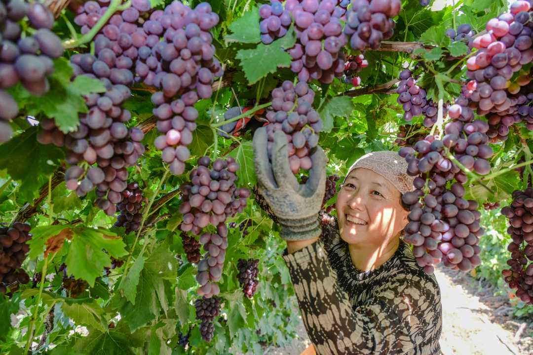 新疆昌吉:葡萄丰收