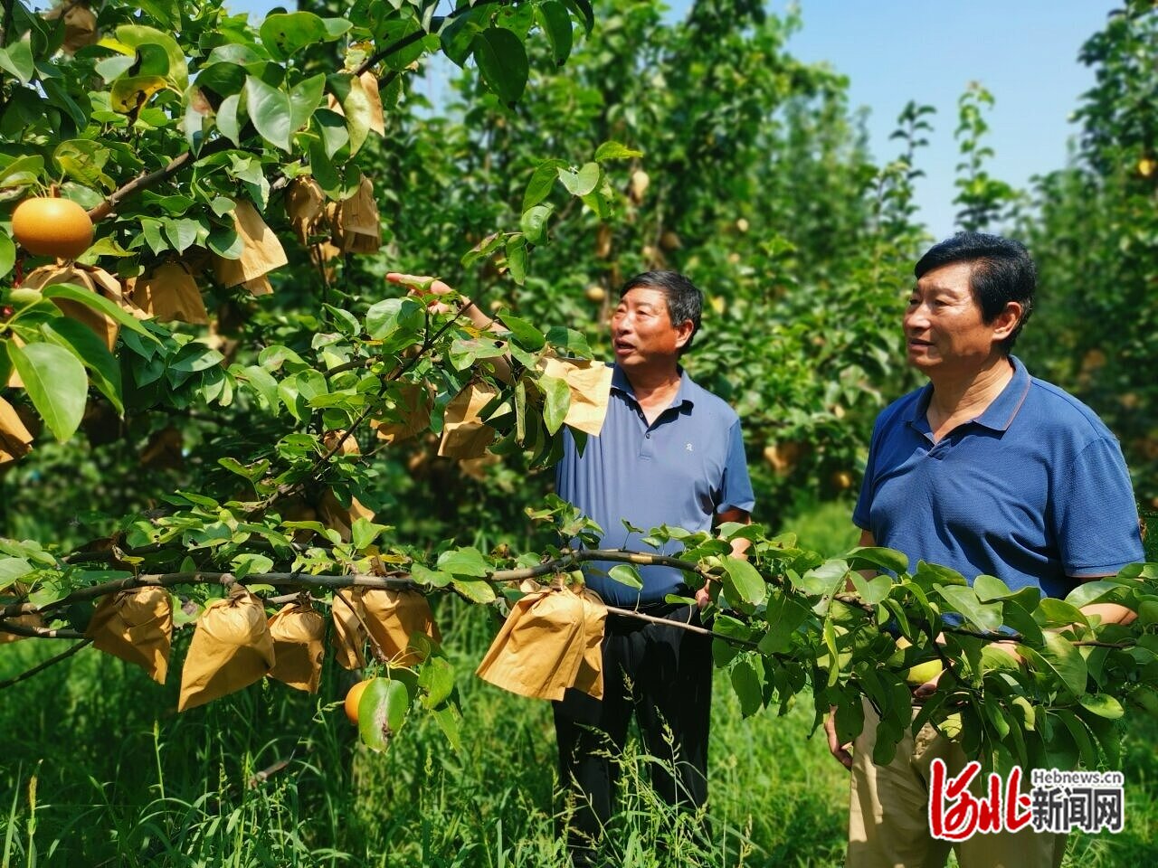 记者走基层|一个梨教授一个梨把式,老哥俩种梨有高招_新浪新闻