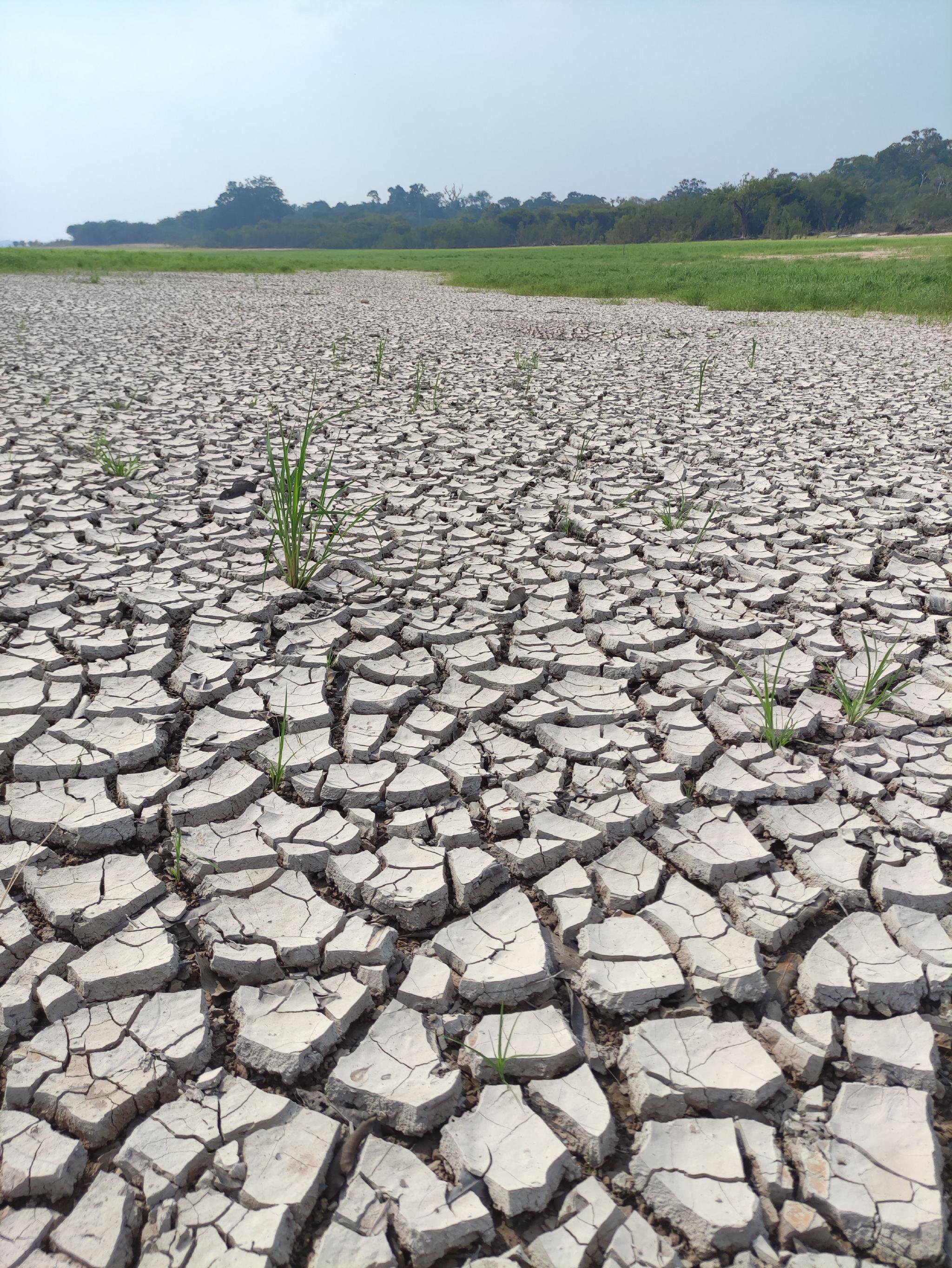 南美洲森林火灾频发创纪录