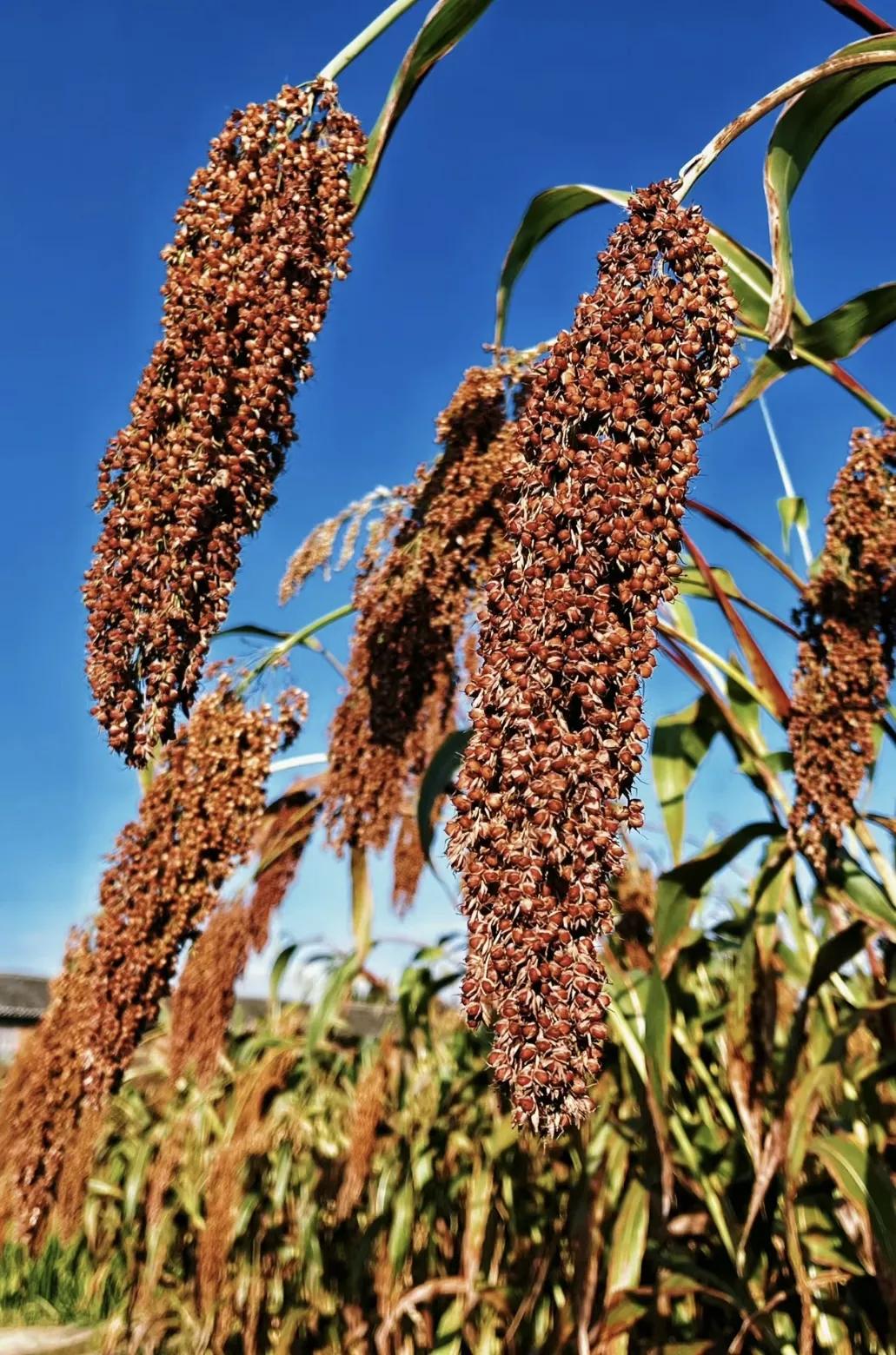 浙江红高梁木业请求附有原木表皮的无甲醛实木复合地板制作工艺专利出产工艺环保无甲醛