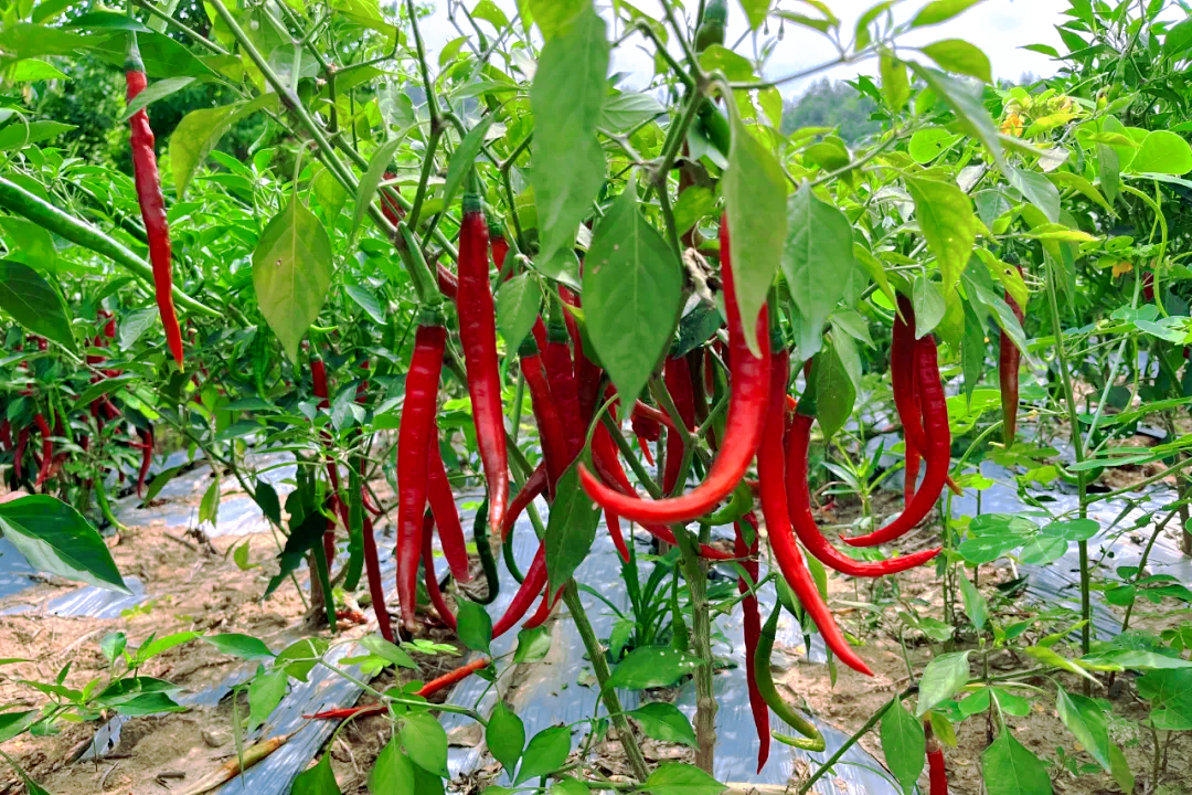 郧阳区安阳镇二龙山村辣椒种植基地
