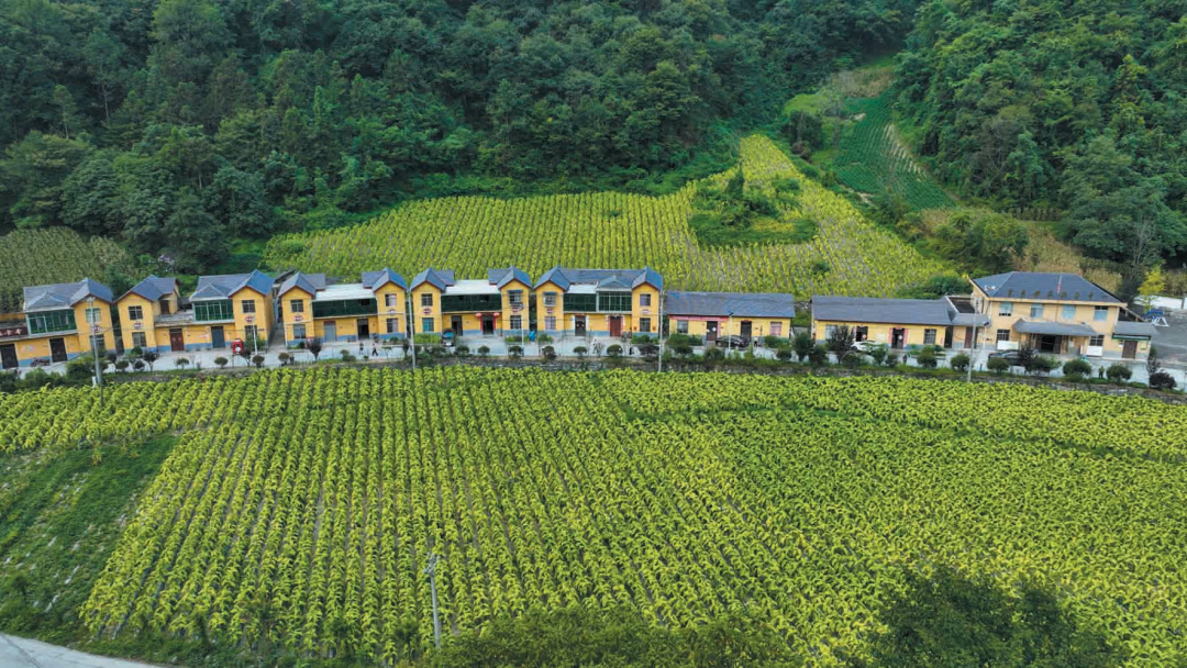 竹溪县泉溪镇坝溪河村烟叶地 章伟 谢小米 摄