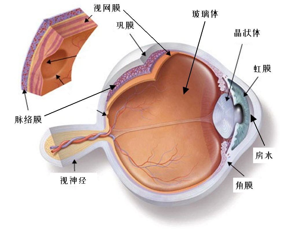 眼球解剖结构，角膜、房水、晶状体及玻璃体都是几乎透明的 | aapos