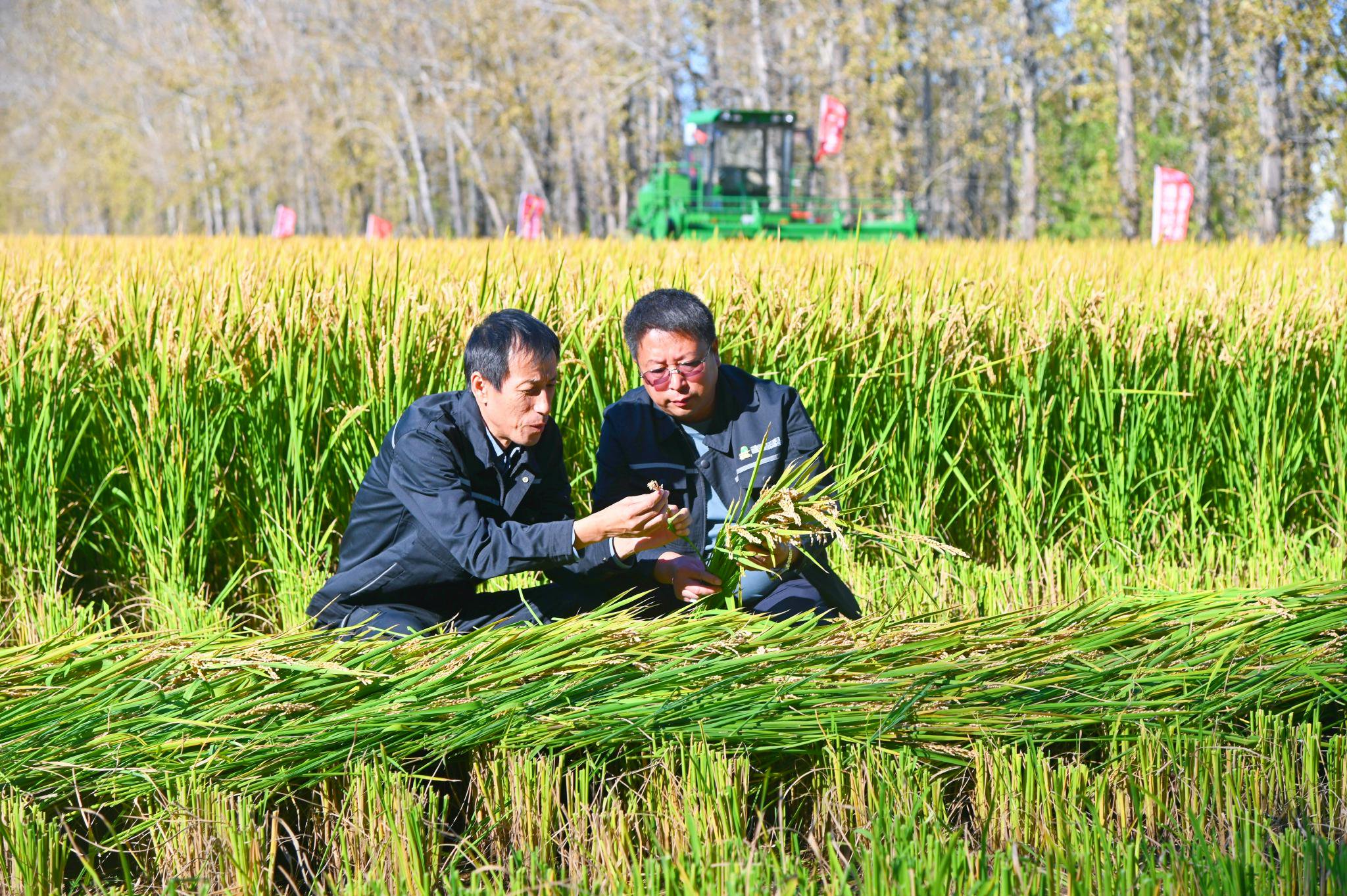 每天放晒1.2万亩 万顷良田"抢"归仓