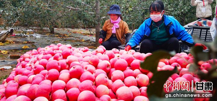 图为静宁苹果。(资料图) 魏建军 摄