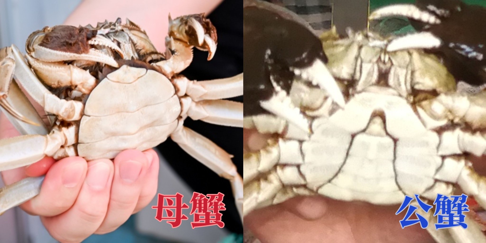 "螃蟹与西红柿同吃会中毒"的传言流传已久