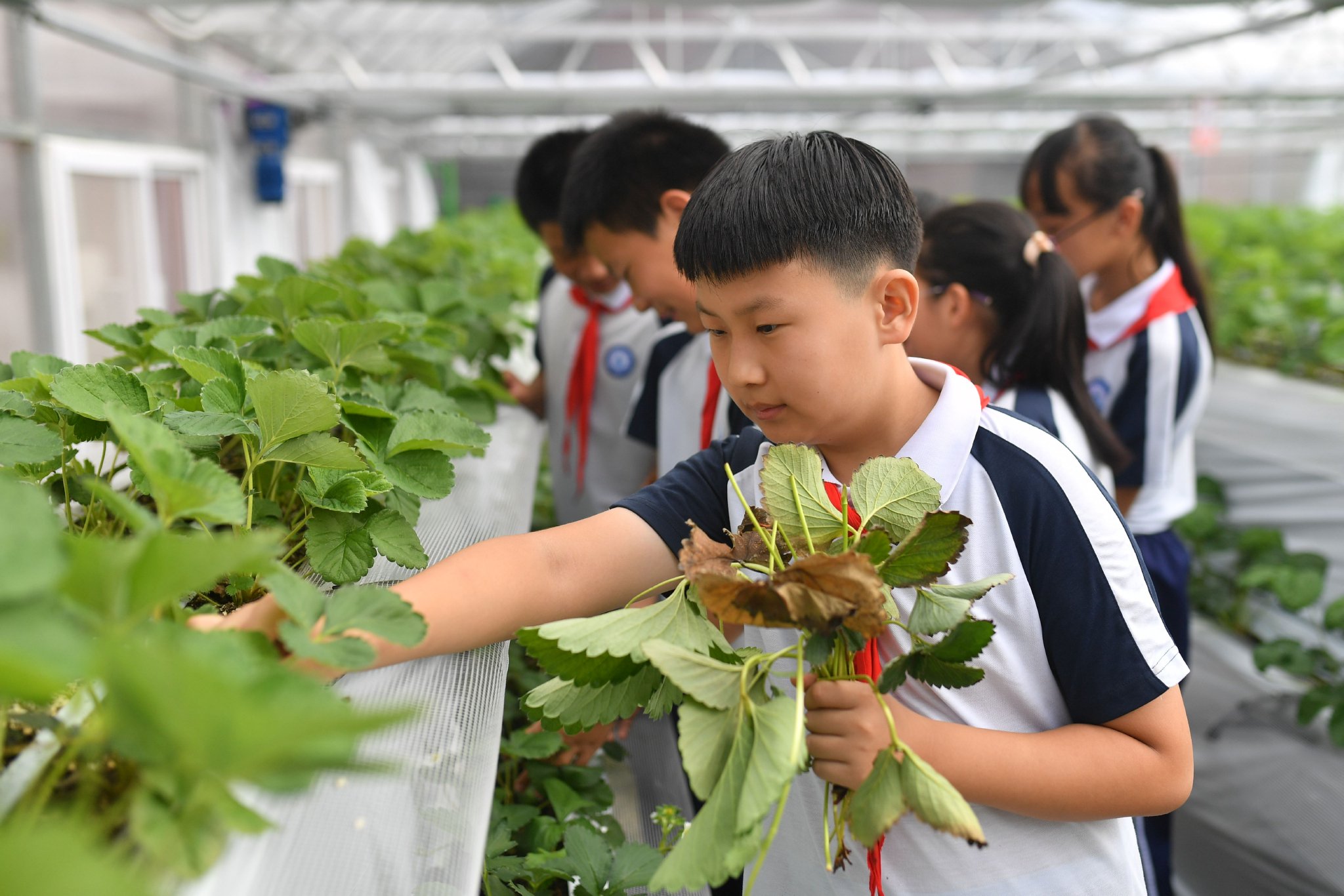 种植园里感知科学创新