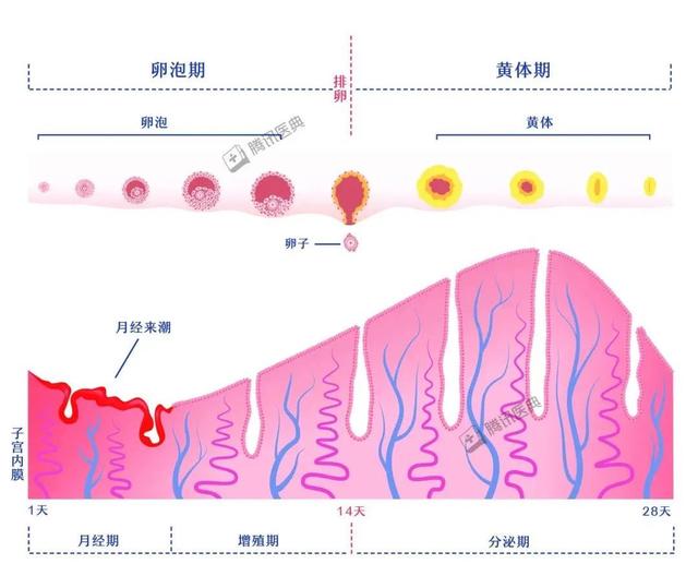 子宫及内膜萎缩,不再发生周期性变化,若b超检查超过5mm,则考虑为子宫