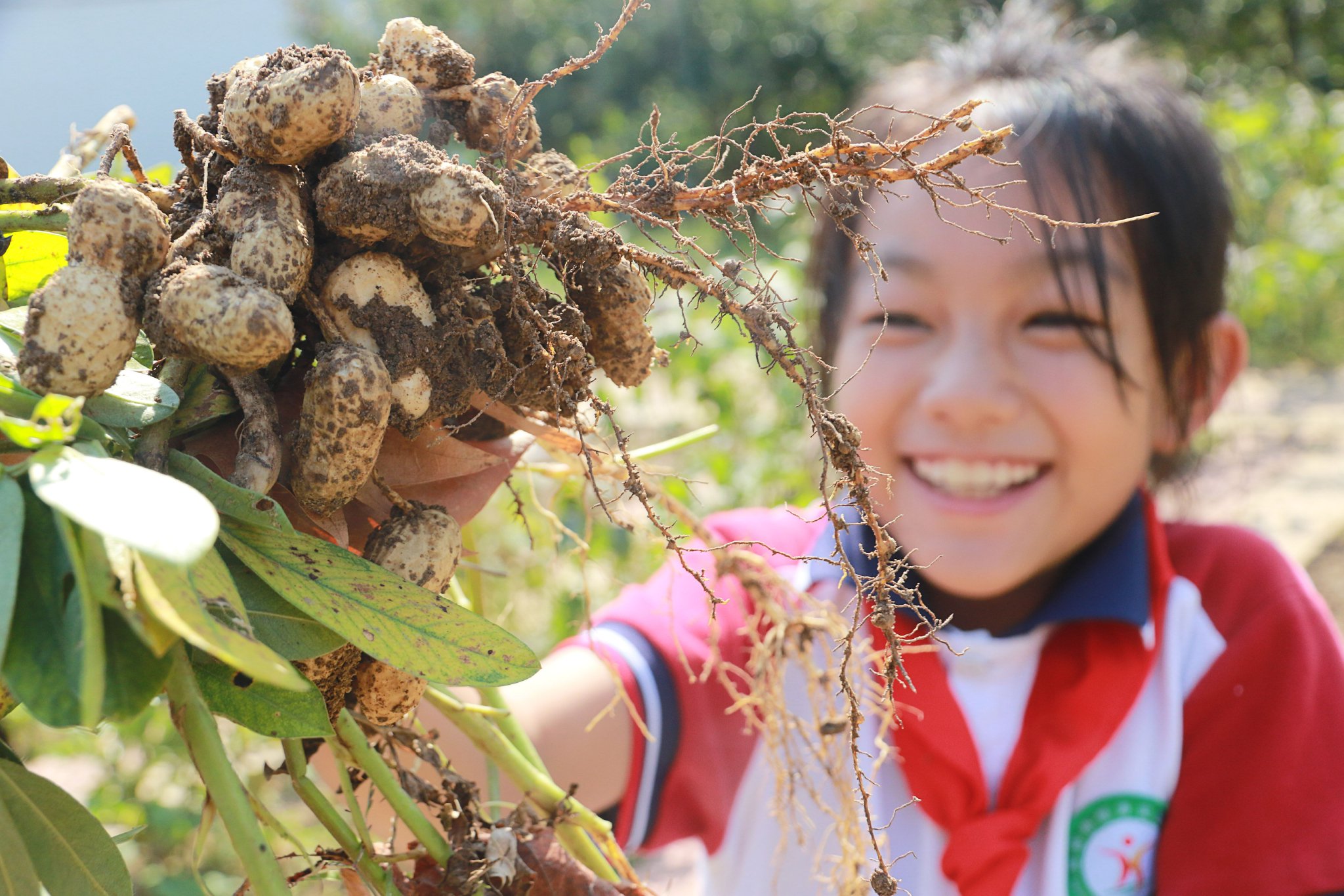 9月25日,在山东省高密市恒涛实验小学,小学生在展示刚采摘的花生.