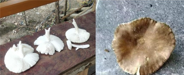 女子景区采了8朵蘑菇老公吃进ICU：自觉辨别菌子能力出色-采野生蘑菇菌的视频大全