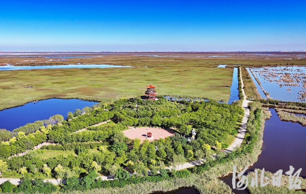 9月15日,航拍下的南大港湿地.河北日报记者张昊摄