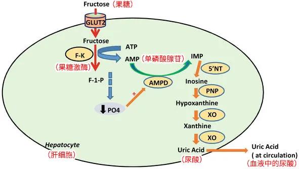 果糖在肝脏的代谢丨原图：intechopen.com