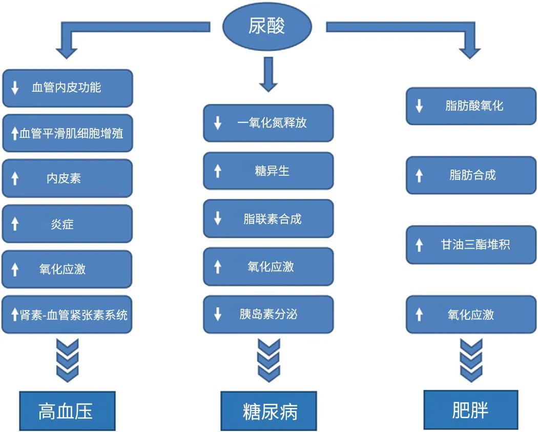 尿酸与慢性病之间可能涉及的一系列机制丨原图：参考资料27