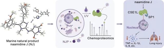 图 海洋天然产物 NJ的化学蛋白质组学揭示急性肺损伤的治疗靶点CSE1L (TOC graphic)