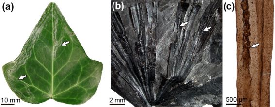 现生植物与三叠纪植物叶片中的"潜叶取食"结构.(赵涛摄)