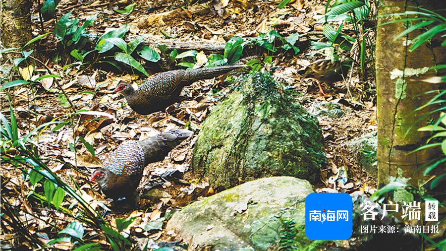 雨林精灵海南孔雀雉