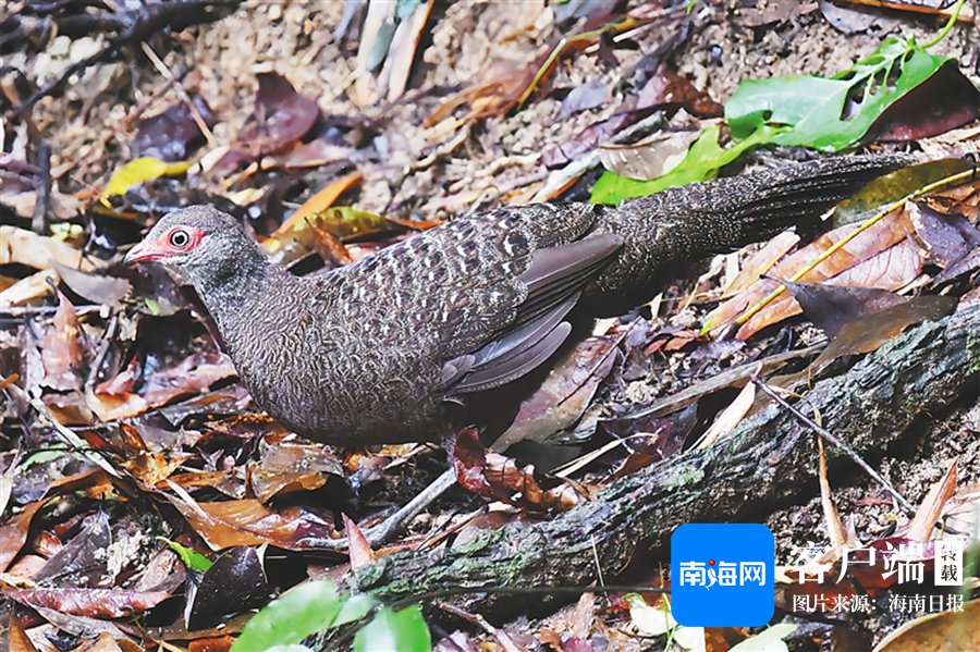 雨林精灵海南孔雀雉