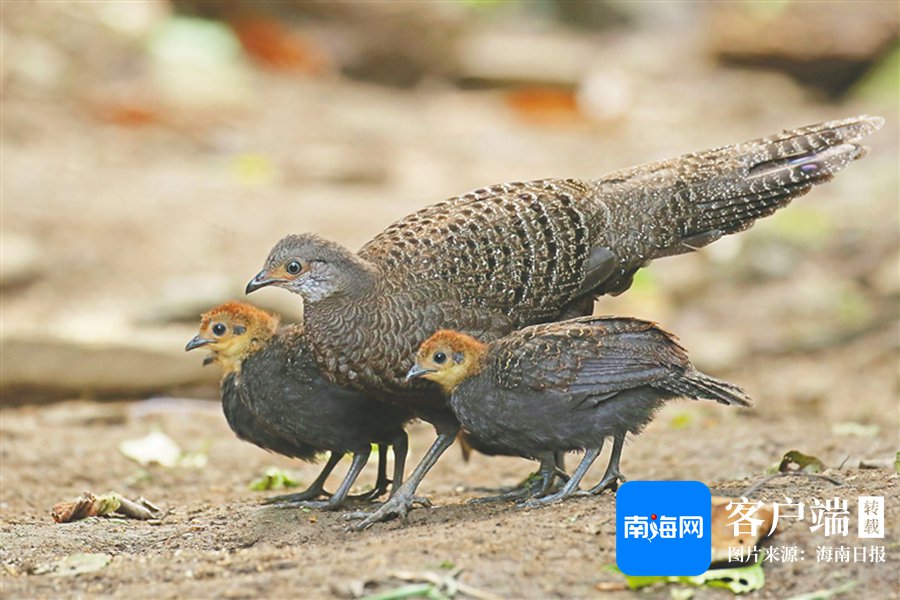 雨林精灵海南孔雀雉
