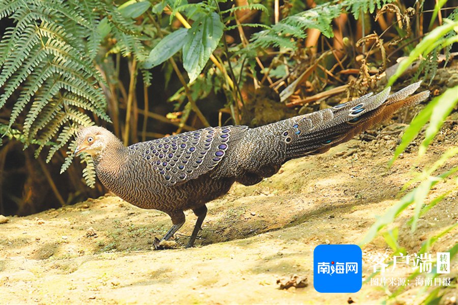 雨林精灵海南孔雀雉