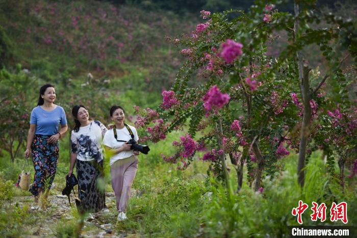 图为江西宜春市上高县南港镇梅沙村石头坑的紫薇文化产业园，游客正在参观游览。张玉情 摄