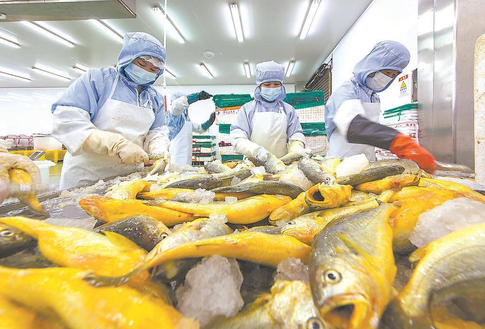 宁德市蕉城区飞鸾镇一家企业里的工人在加工处理大黄鱼