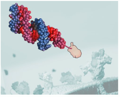 tiny (city) RNAs 图片开端：City Therapeutics公司官网