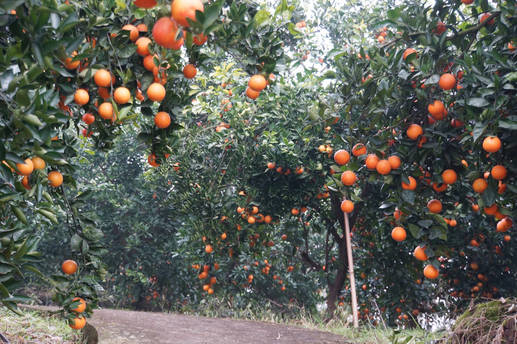 推进城乡融合发展调研行⑪丨富顺:丘区大县如何"提味"发展