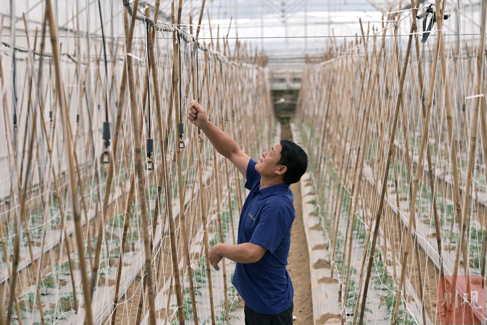 大棚内员工为西红柿搭建生长的架子.
