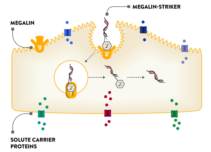图片开端：Judo Bio公司官网
