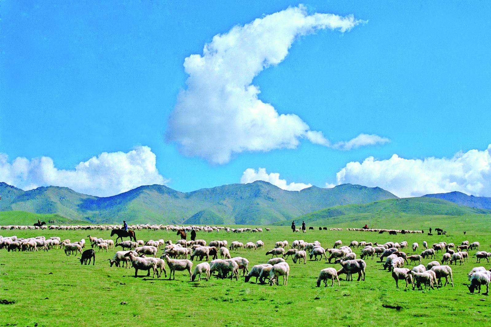 牧羊人和羊群本报记者 丁玉梅 通讯员 赵海峰摄