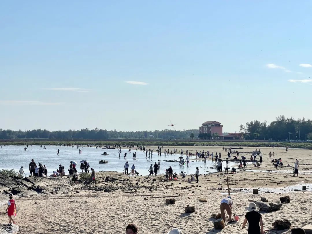 图为旅客在簕山古渔村体验赶海耙螺