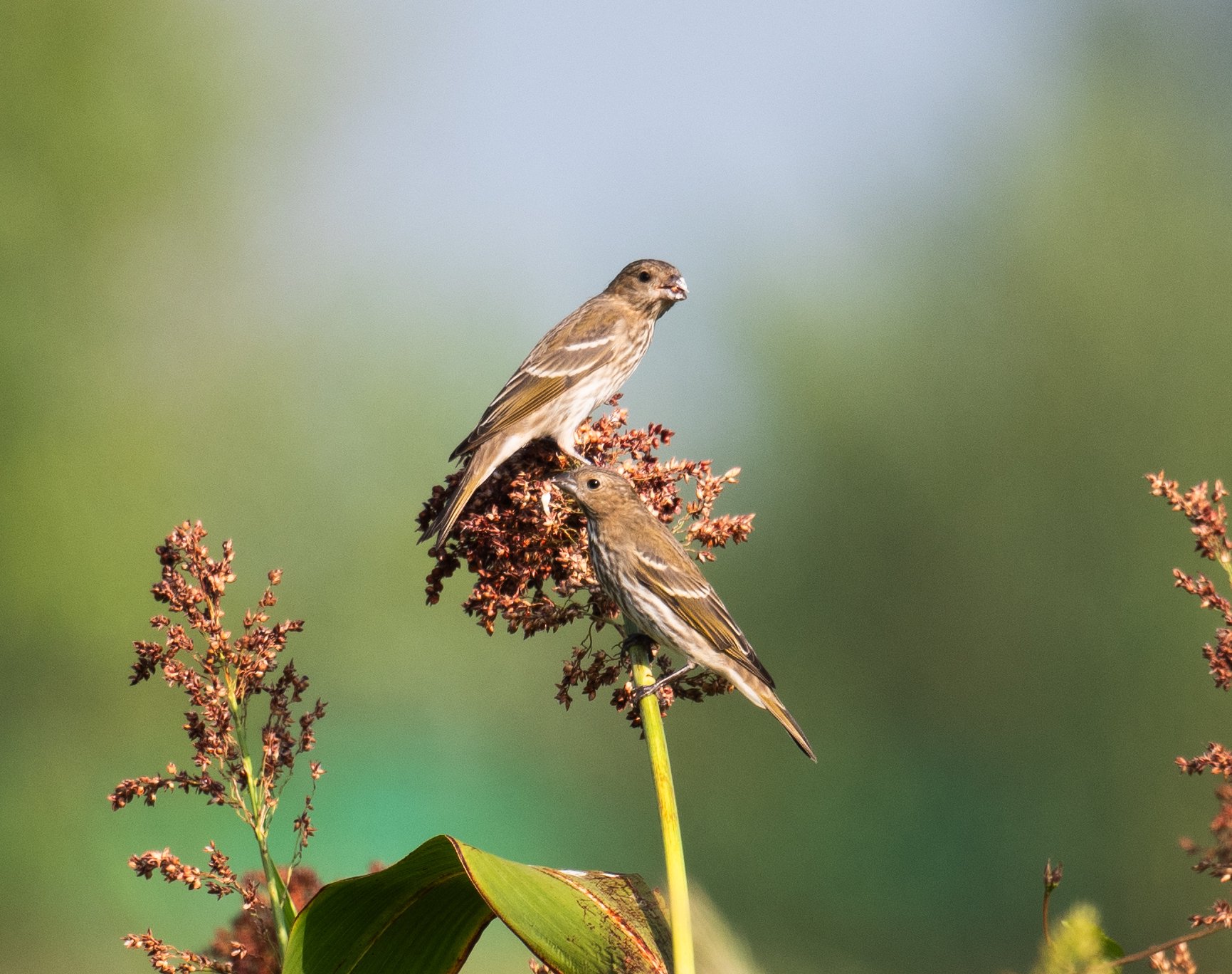 普通朱雀 韩玲摄