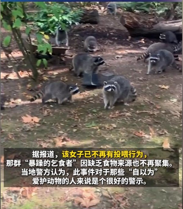 女子投喂浣熊35年后自家被百余只包围：这场面她从来没见过-浣熊投喂