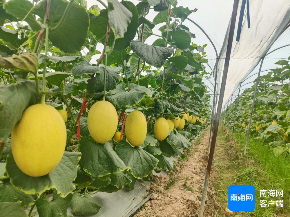 董永勤种植的哈密瓜.受访者供图