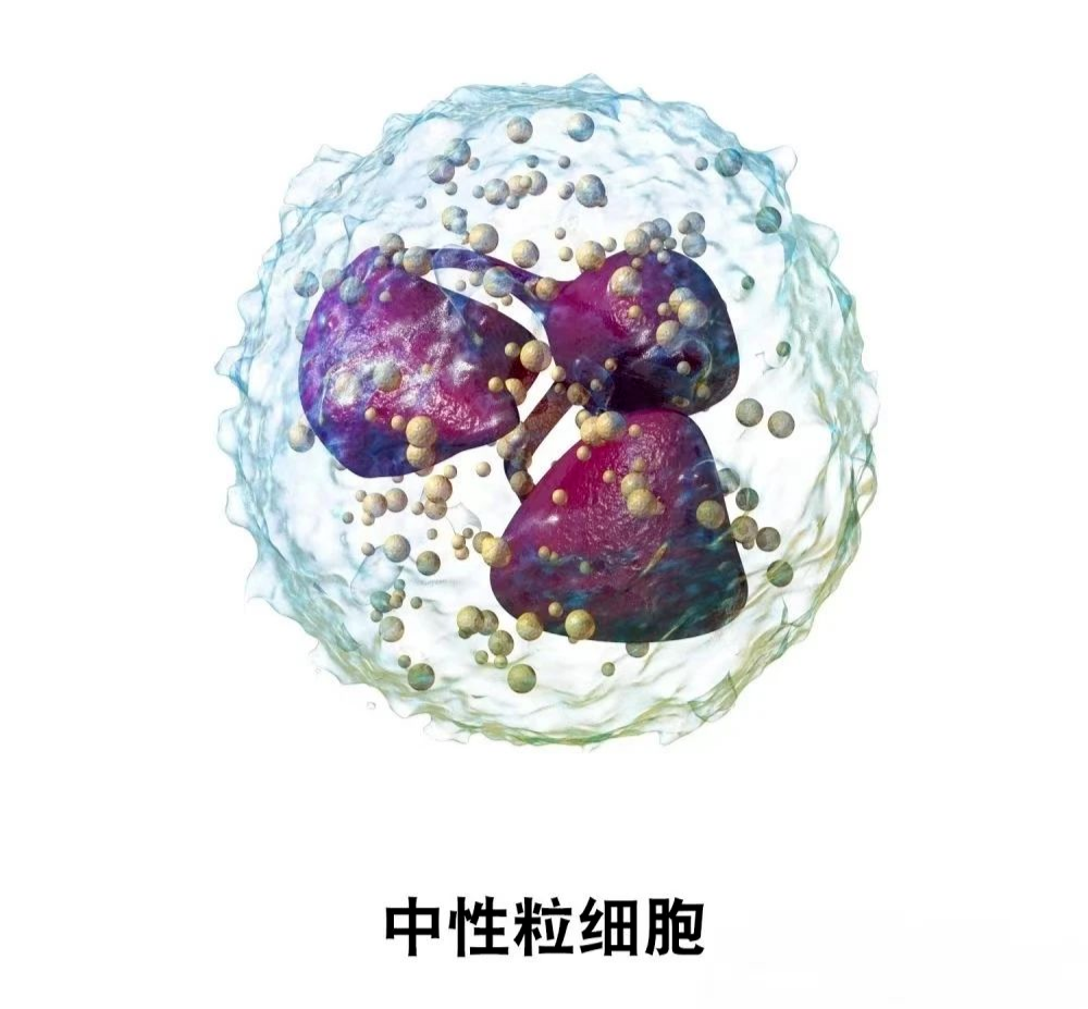 中性粒细胞图片 新浪网