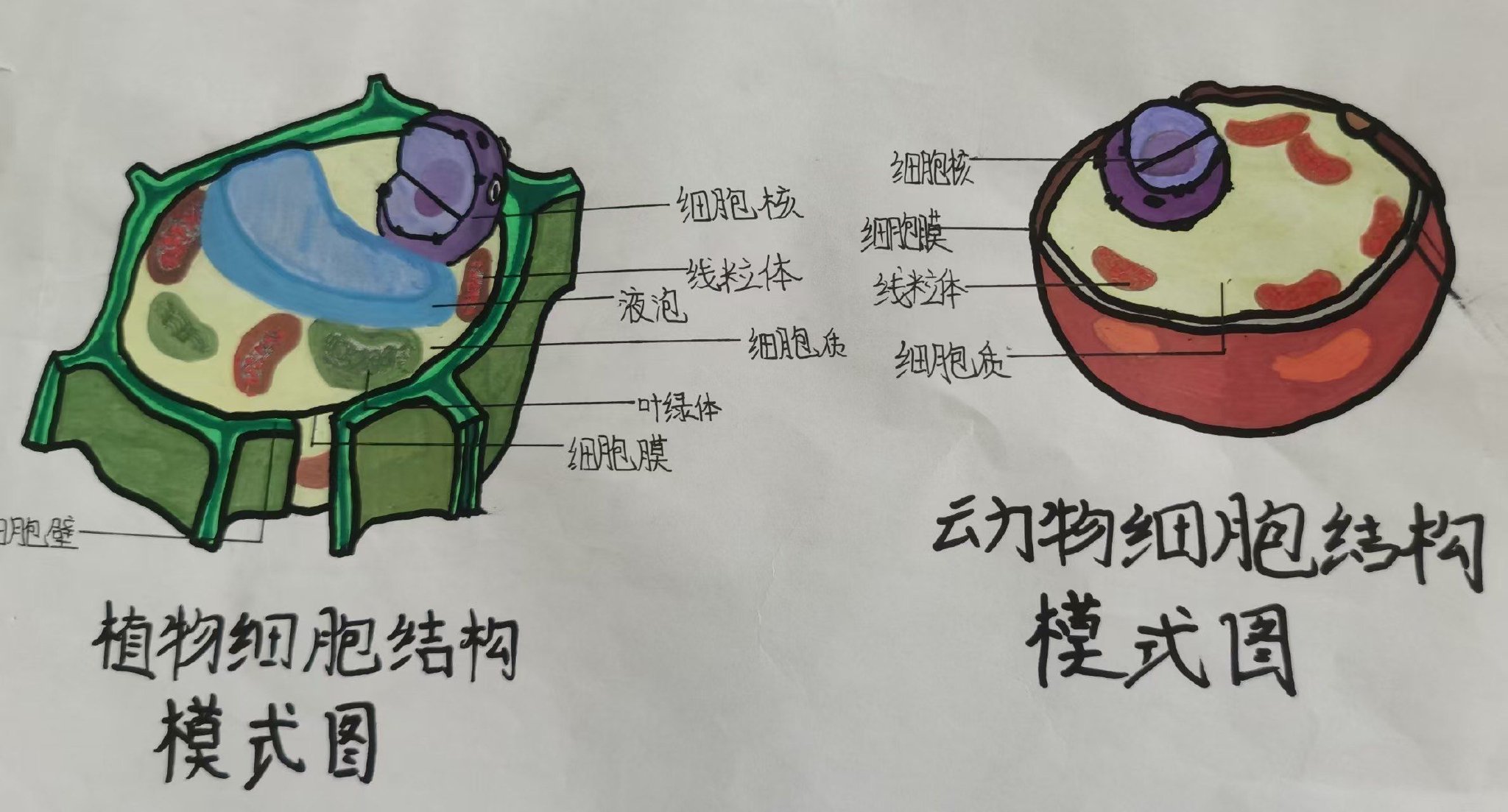 —郑州市第四十四初级中学举办生物学科活动作品展