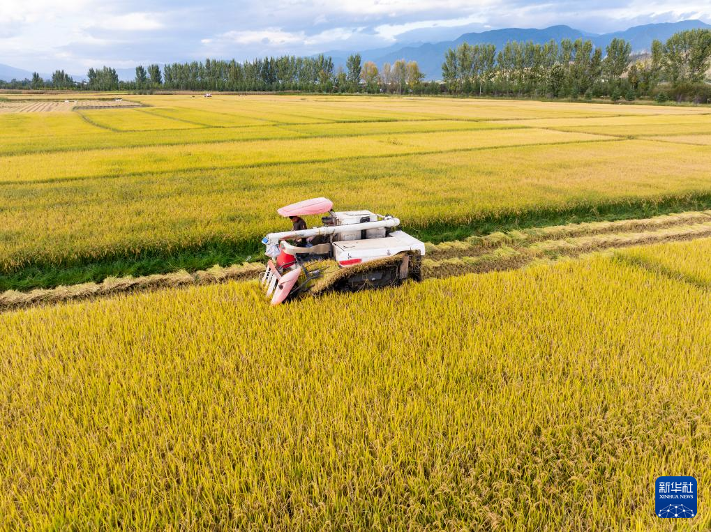 在云南省大理白族自治州洱源县茈碧湖镇永联村,农民驾驶收割机收割