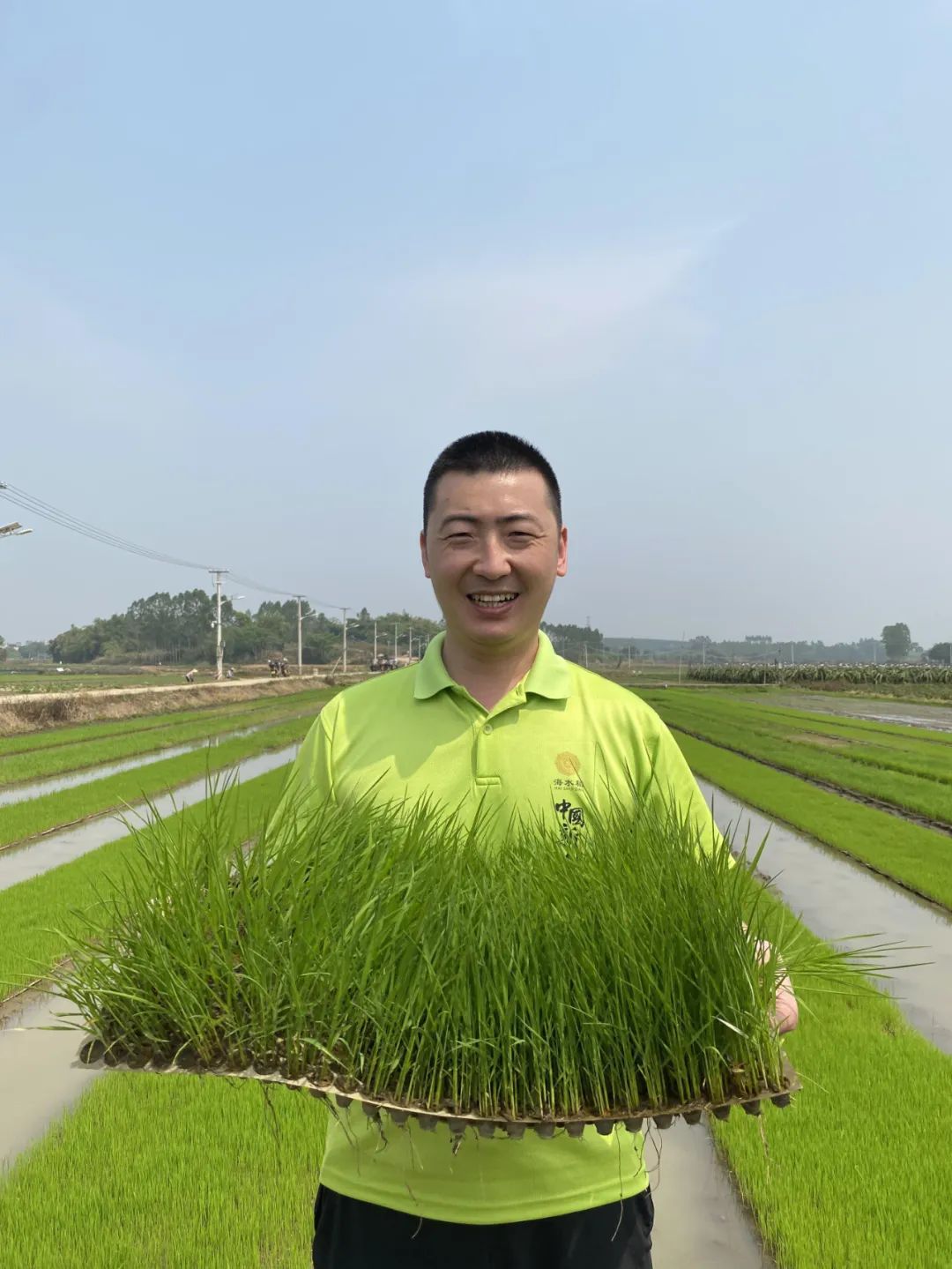 王世超在海水稻种植基地