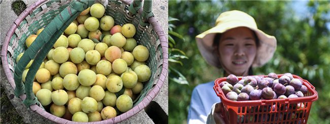 图：项目扶持的大坪山金蜜李