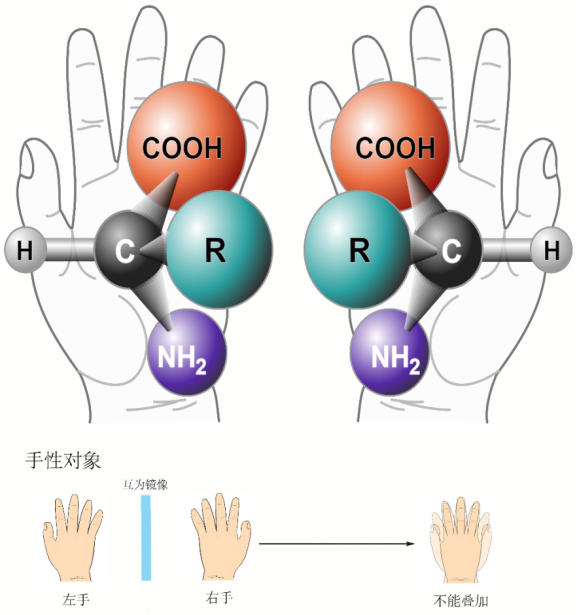 氨基酸的手性示意图,它们的结构镜像对称,但是无法通过平移重合到一起